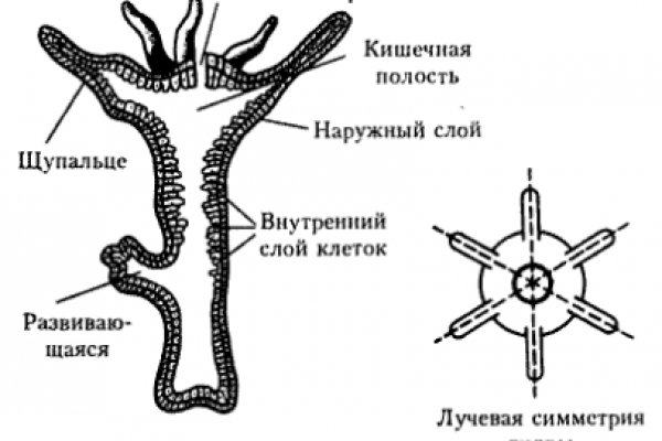 Как регистрироваться и заходить на кракен даркнет