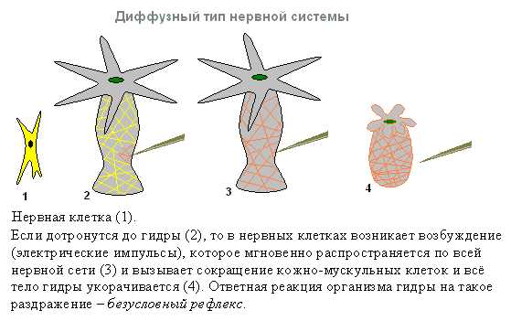 Каталог сайтов даркнет